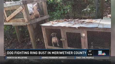 Man Faces 35 Charges Related To Dog Fighting Ring