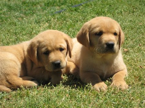 We have lab/retriever puppies for sale. Yellow Lab Puppies for Sale | Cream and Yellow Lab Puppy ...