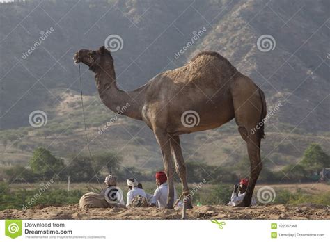 It has nostrils that can open and close. Dessert People Life In Rajastan India Editorial Stock ...
