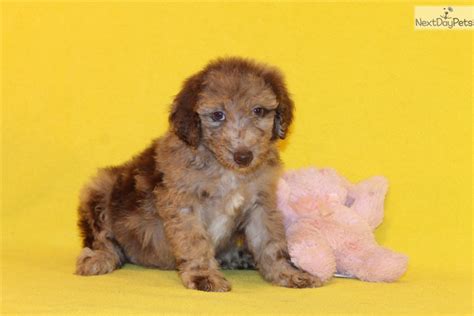 Moxi Aussiedoodle Puppy For Sale Near Dallas Fort Worth Texas
