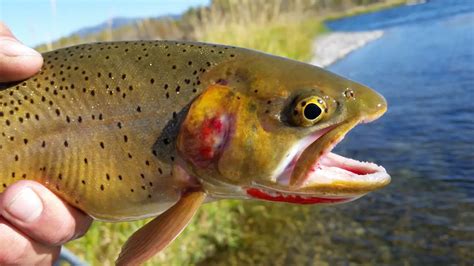 Cutthroat Trout Facts And Subspecies Information