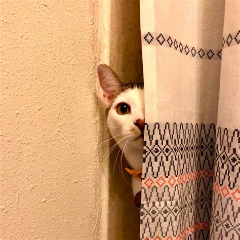 Cat Peeking Around Curtain Blank Template Imgflip