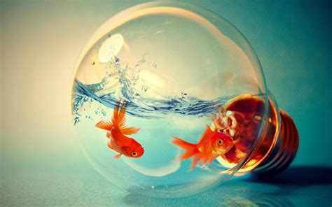 Light Bulb Fish By Jarno Photography On Deviantart