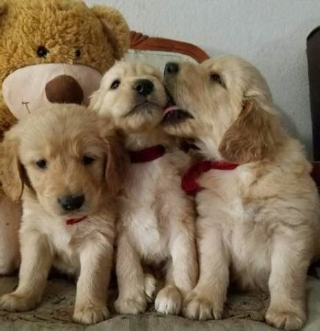Whether you have a dog, cat, bird, horse or other exotic pet, we're here to care for them. Golden Retriever Puppies - El Paso, El Paso, TX, El Paso, TX - Animal, Pet