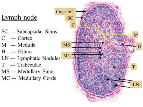 Lymph Node Medicine Notes Vet Medicine Lymph Nodes