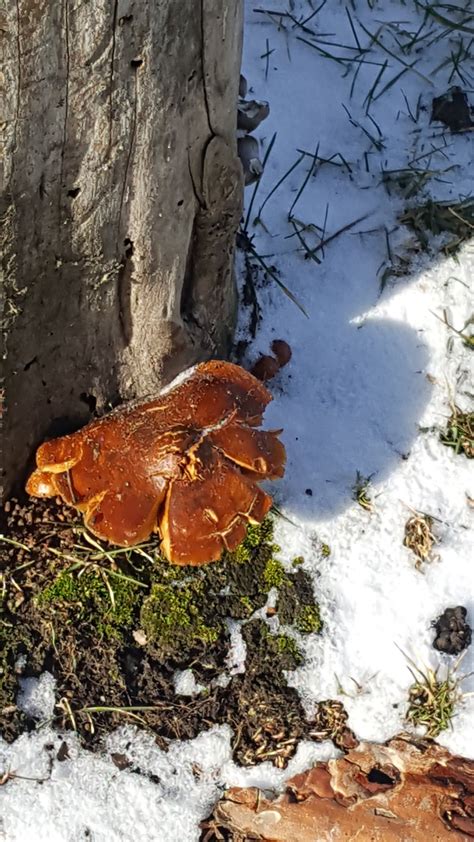 Winter Mushrooms Michigan Sportsman Online Michigan Hunting And