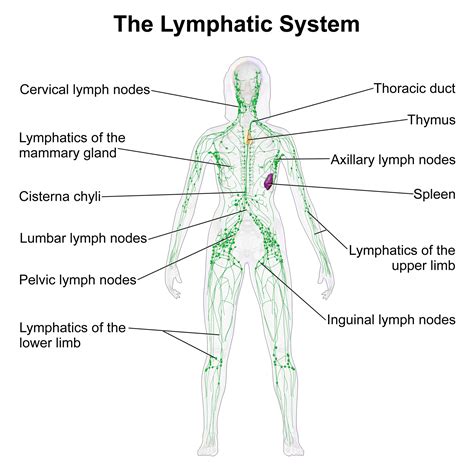 Manual Lymphatic Drainage A Deepish Dive