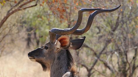 Free Photo Botswana Khudu Wild Animal Portrait Majestic Hippopx