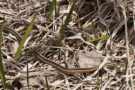 Minnesota Seasons Common Garter Snake