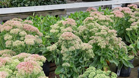 6 Late Blooming Perennials To Extend The Season Mulhalls