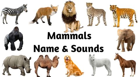 Mammals Mammal Names And Sounds Mammals For Kids Mammal Names
