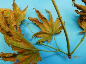Japanese Maple Leaf Scorch Plantdoc