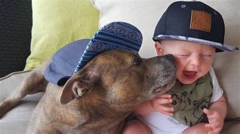 Pit Bull Protecting Babies And Kids Compilation Youtube