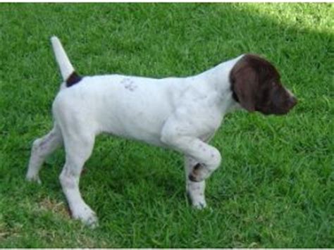 German shorthaired pointer puppies for sale in california. German Shorthaired Pointer Puppies in California