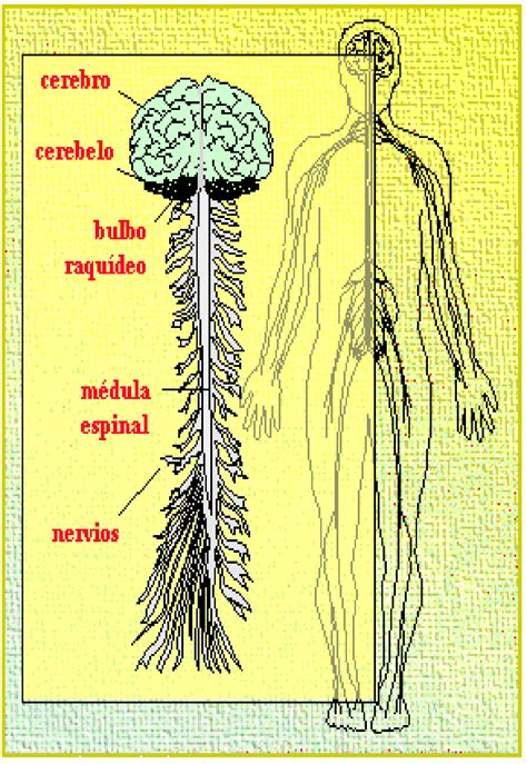 Sistema Nervioso Y Reproductor Mind Map