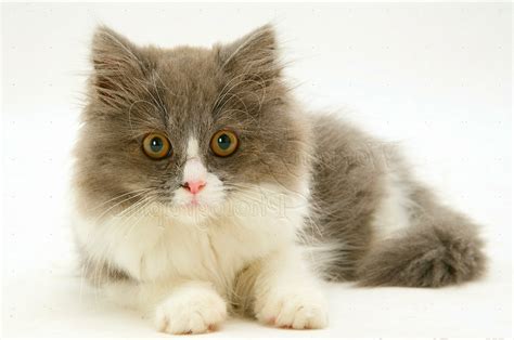 Gambar Kucing Imut Dan Lucu Kumpulan Gambar