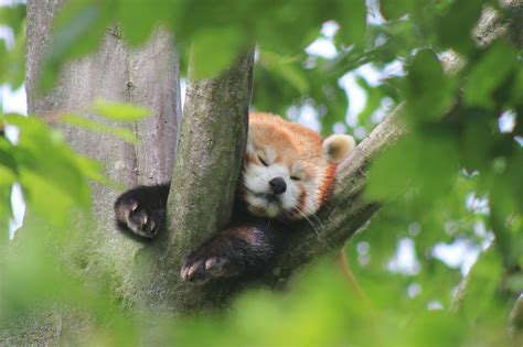 Too Cute Baby Red Panda Facts Aesthetic Cute Font