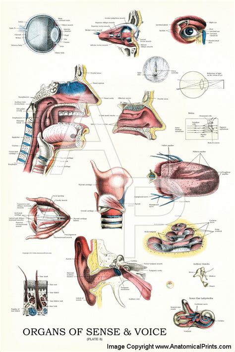 Organs Of Sense And Voice Anatomy Chart 24 X 36