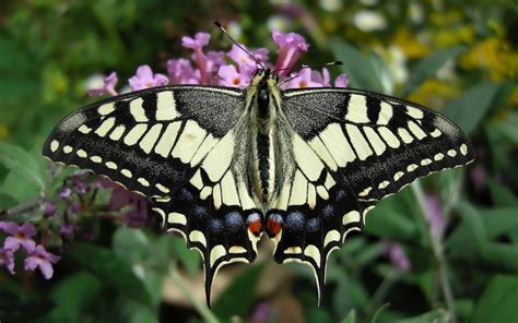 The Swallowtail Butterfly The Garden Of Eaden