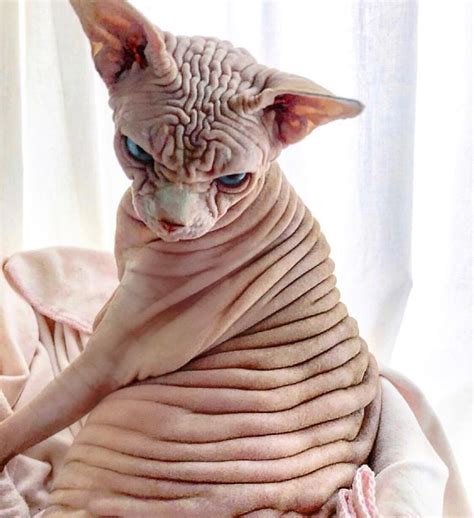 A Hairless Cat Sitting On Top Of A Bed Next To A White Window Curtain