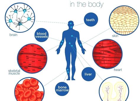 Stem Cell Where Are Stem Cells Found In The Human Body