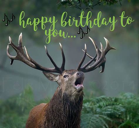Happy Birthday Deer Meme Birthdayzc