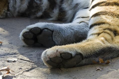 Pin By Lindsey Gage On Hands And Feet Tiger Paw Siberian Tiger
