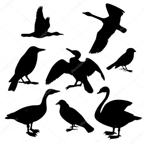 Collection Of Birds Vector Illustration Stock Vector Image By ©innaaf