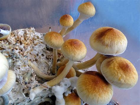 Psychedelic Mushrooms Types - All Mushroom Info