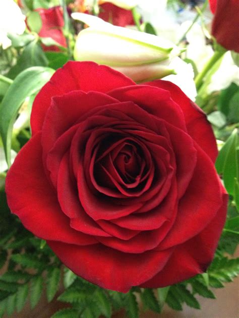 Fromyouflowers.com has been visited by 10k+ users in the past month Big red | Rose, Plants, Red