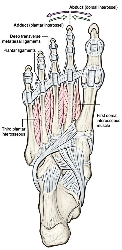 Check spelling or type a new query. Dorsal Interossei (Hand and Foot) | Earth's Lab