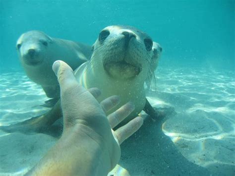 Swim With Seals Sea Lion Dolphin Encounters Swimming