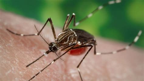 West Nile Virus Found In Chatham Kent And Windsor Essex Mosquitoes