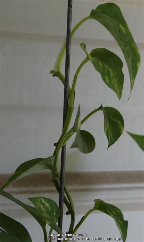 More Branches On Vine Plants In The Houseplants Forum