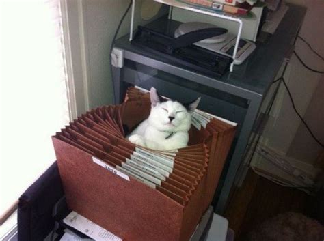 Also available in dark earth, grey and navy colors. 21 Times Cats Were You IRL