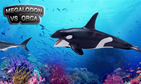Orca Vs Megalodon 3d 13 Apk Download Android Simulation