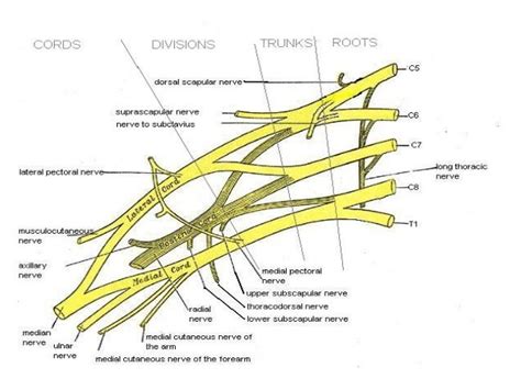 Radial Nerve Anatomy