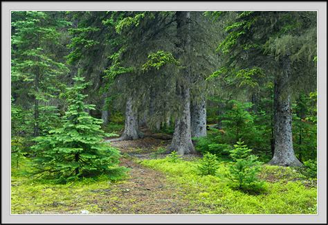 Canadian Rockies photo, montane forest photo