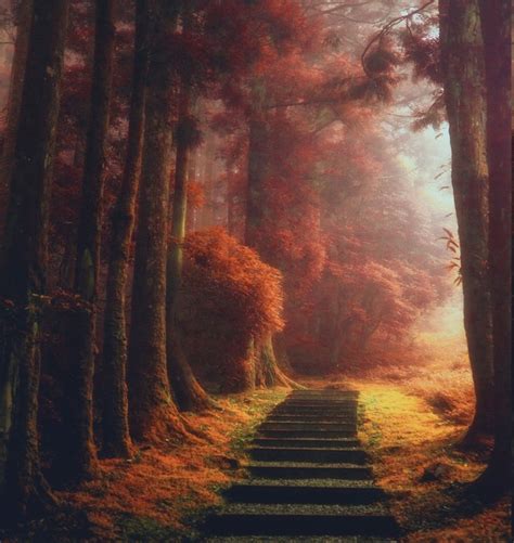 1560x1650 Nature Landscape Magic Path Trees Mist Fall Leaves Sunrise