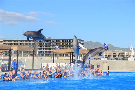 Swim With Dolphins Cabo Partner Vacation