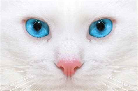 9 Razas De Gatos Blancos Características E Imágenes