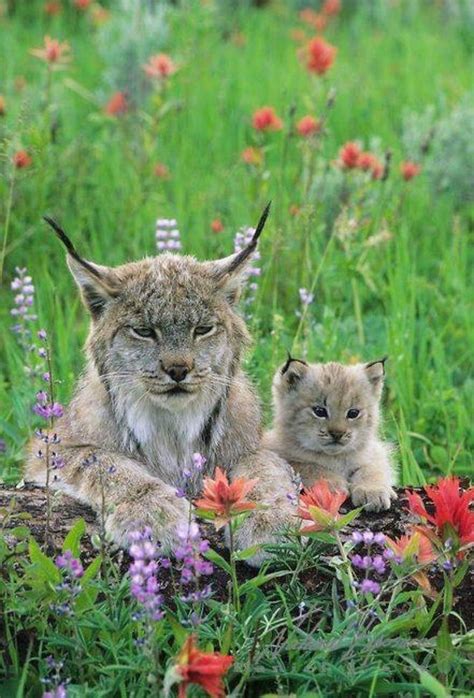 Canadian Lynx And Her Kitten Resting Amongst Wildflowers In The