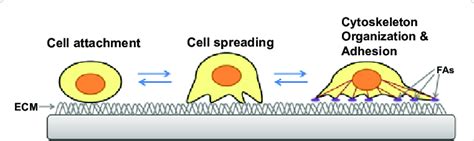 The Process Of Cell Adhesion A Cell Comes Into Contact With The