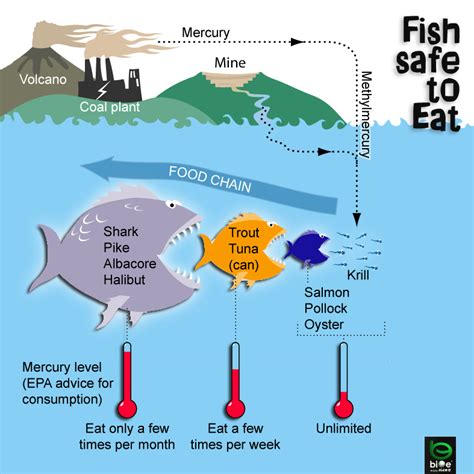 Mercury Levels In Our Fish