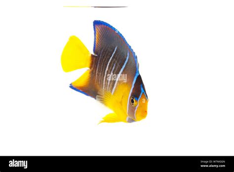 Blue Angelfish Holacanthus Bermudensis Cut Out Stock Images And Pictures