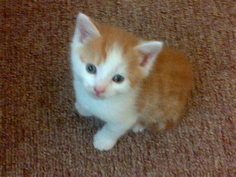 United states, canada, hong kong and puerto rico. Kittens for sale | Llandysul, Ceredigion | Pets4Homes