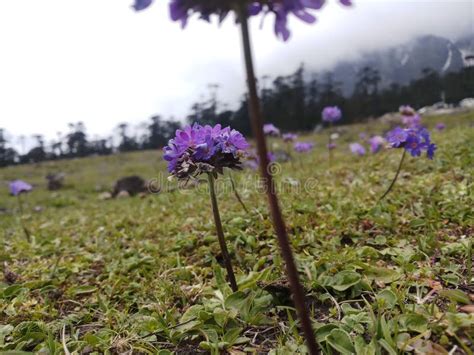 Yumthang Valley Or Sikkim Valley Of Flowers Stock Photo Image Of