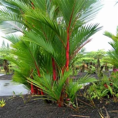 Green Areca Palm Tree At Rs 175plant In Pune Id 18666349462