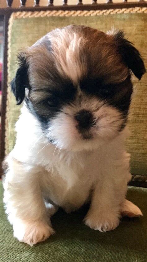 Pure Bred Miniature Shih Tzu Puppies In Dungannon County Tyrone