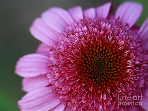 Pink Perfection Photograph By Inspired Nature Photography Fine Art